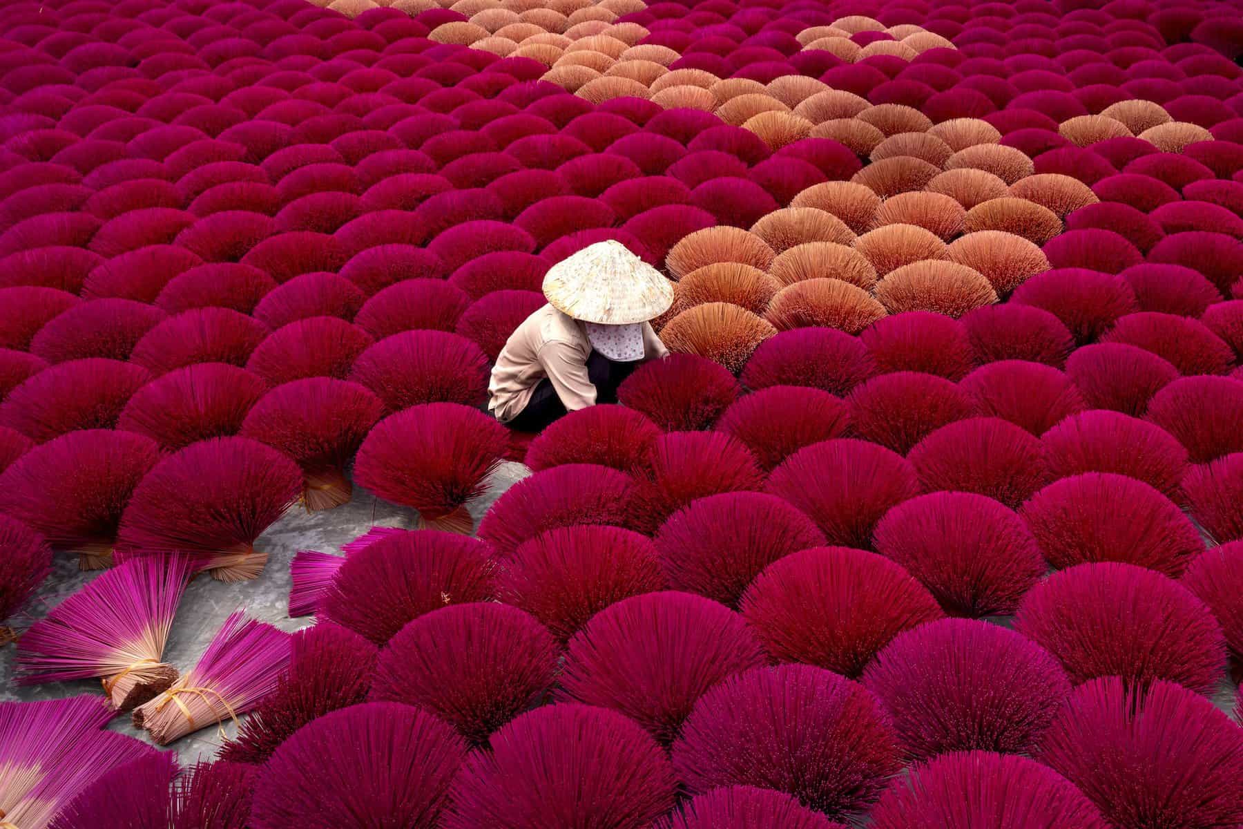 red flower fields in Vietnam