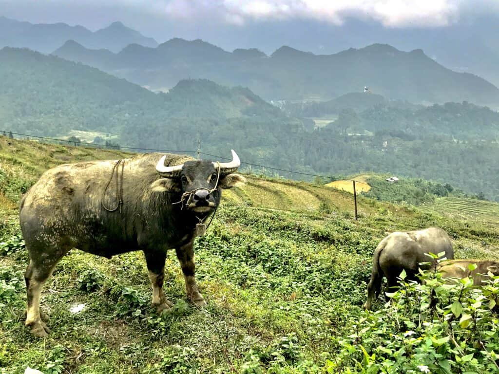 A water buffalo stands prominently in the foreground on a lush hillside in Ha Giang, Vietnam, with another grazing in the background. The surrounding landscape is a tapestry of verdant rolling hills and distant mountains, shrouded in a light mist, showcasing the rural beauty of the region