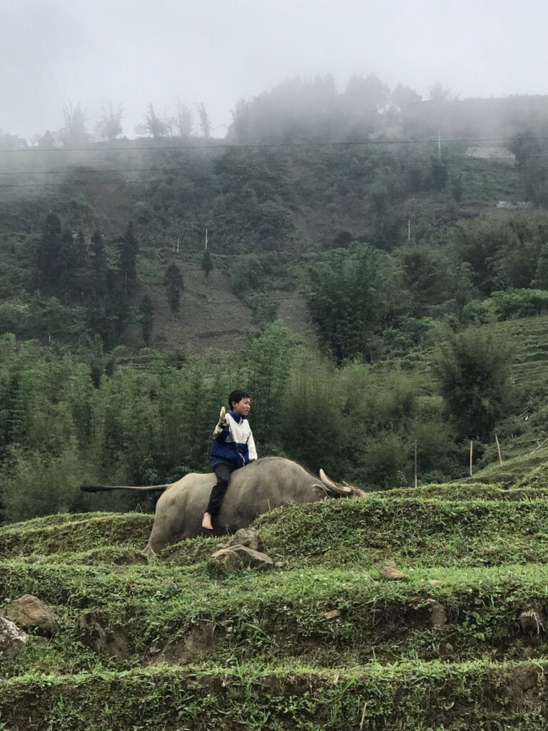 A young boy in a blue and white outfit rides a water buffalo with ease across terraced fields, with a backdrop of misty mountains and lush greenery, evoking a sense of traditional rural life in Sapa, Vietnam.